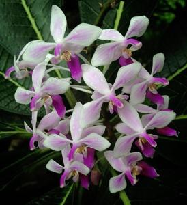 Phalaenopsis equestris