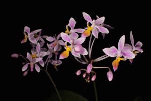 Phalaenopsis equestris