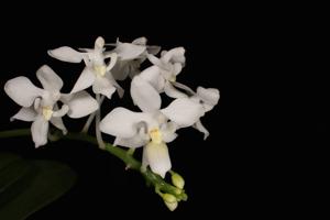 Phalaenopsis equestris