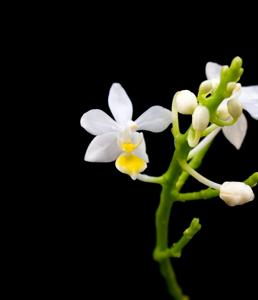 Phalaenopsis equestris