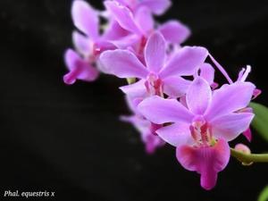 Phalaenopsis equestris