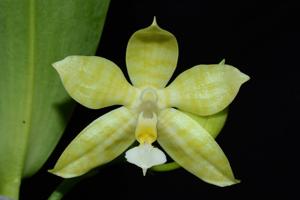 Phalaenopsis fasciata