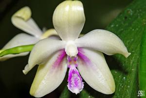 Phalaenopsis fimbriata