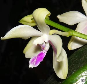 Phalaenopsis fimbriata