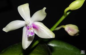 Phalaenopsis fimbriata