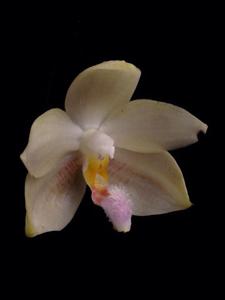 Phalaenopsis floresensis