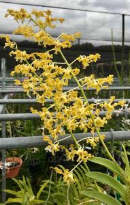 Dendrobium discolor