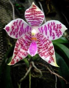 Phalaenopsis hieroglyphica