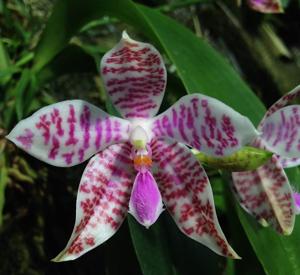 Phalaenopsis hieroglyphica