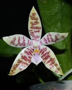 Phalaenopsis hieroglyphica