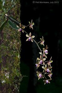 Phalaenopsis honghenensis