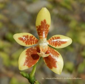 Phalaenopsis kunstleri