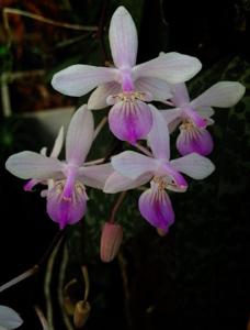 Phalaenopsis lindenii