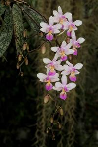 Phalaenopsis lindenii