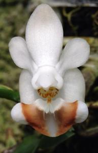 Phalaenopsis lobbii