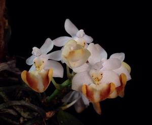 Phalaenopsis lobbii