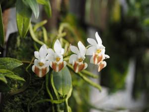 Phalaenopsis lobbii