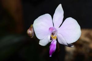 Phalaenopsis lowii