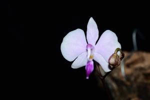 Phalaenopsis lowii