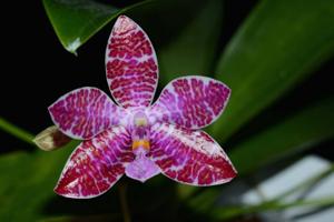 Phalaenopsis lueddemanniana