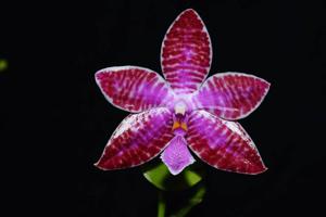 Phalaenopsis lueddemanniana