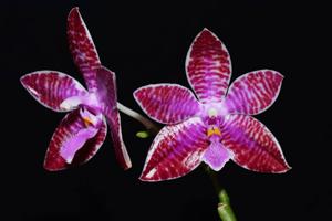 Phalaenopsis lueddemanniana