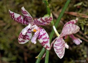 Phalaenopsis lueddemanniana