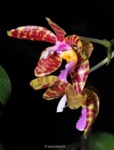 Phalaenopsis lueddemanniana