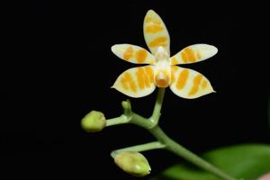 Phalaenopsis maculata