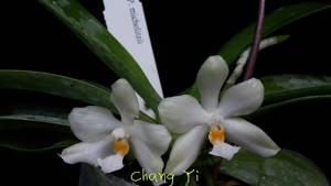 Phalaenopsis micholitzii