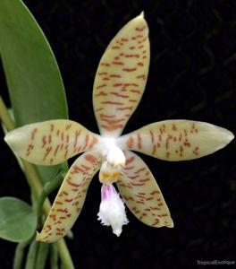 Phalaenopsis pallens