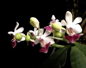 Phalaenopsis parishii