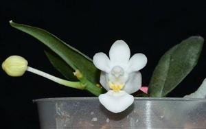 Phalaenopsis parishii f. alba