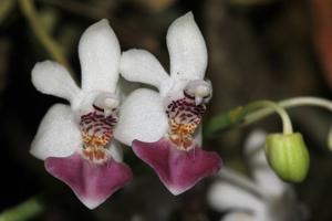 Phalaenopsis parishii