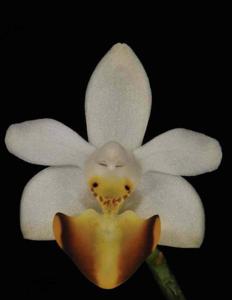 Phalaenopsis lobbii