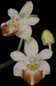 Phalaenopsis parishii