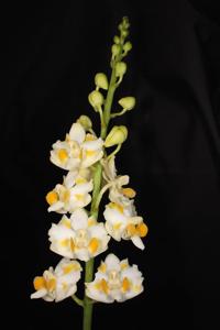 Phalaenopsis pulcherrima