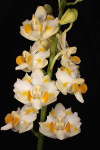 Phalaenopsis pulcherrima