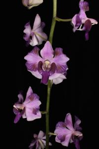 Phalaenopsis pulcherrima