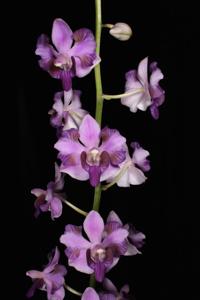 Phalaenopsis pulcherrima