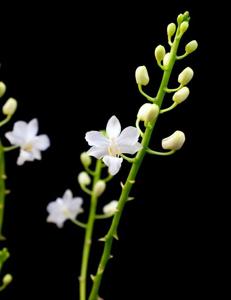 Phalaenopsis pulcherrima