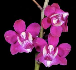 Phalaenopsis pulcherrima