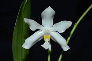 Phalaenopsis pulchra