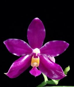 Phalaenopsis pulchra