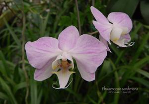 Phalaenopsis sanderiana