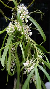 Tuberolabium odoratissimum