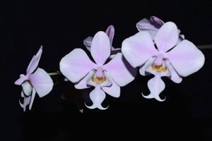 Phalaenopsis schilleriana