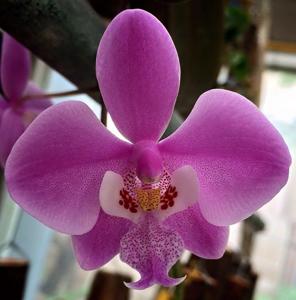 Phalaenopsis schilleriana