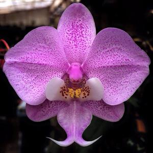 Phalaenopsis schilleriana