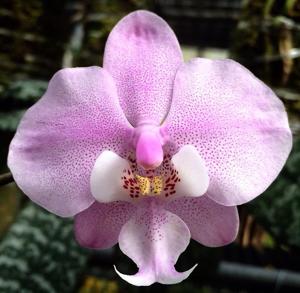 Phalaenopsis schilleriana